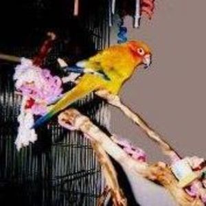 Meet your Posher, Susan